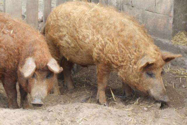 Mangalica