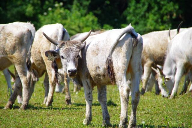 Szürkemarhák az Ős-Dráva Látogatóközpontban