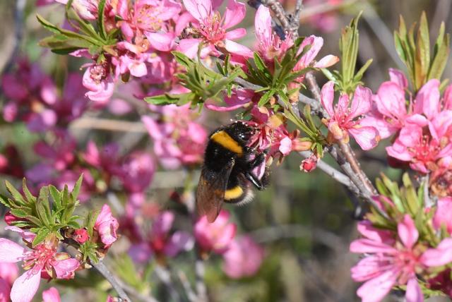 Földi poszméh törpemandulán