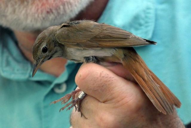 Kézben tartott madár