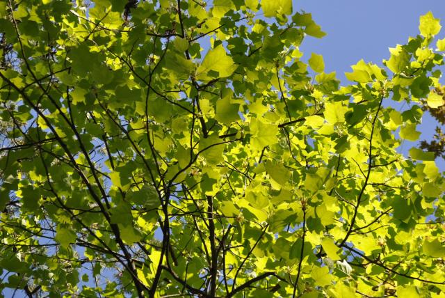 Tulipánfa ágai levelekkel