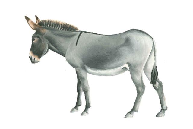 Parlagi szamár rajz