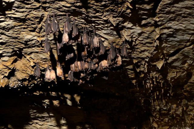Denevérek a barlang mennyezetén