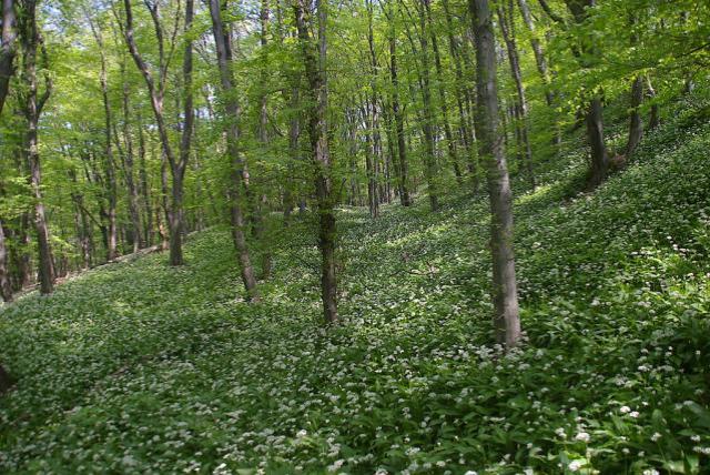 Forest with small white flowers