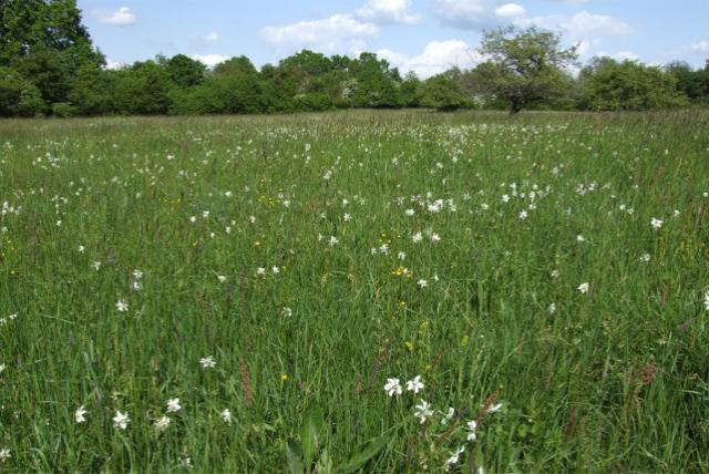 Daffodils on a field