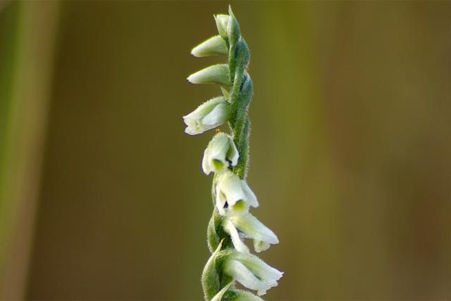 Autumn lady’s tresses spiranthes flower