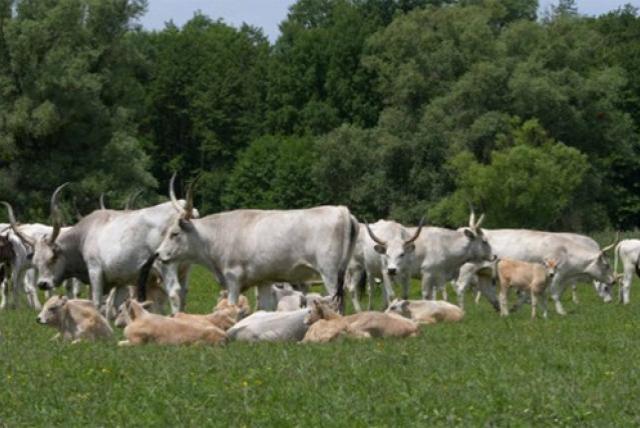 Hungarian grey cattles on a field