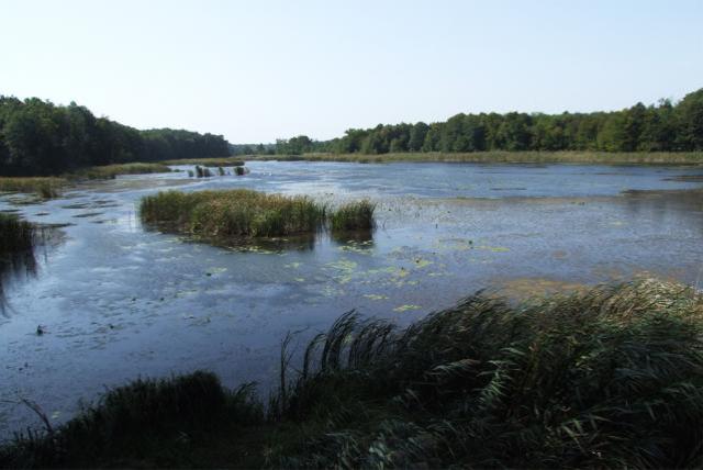 Vizes élőhely, tó, nádassal