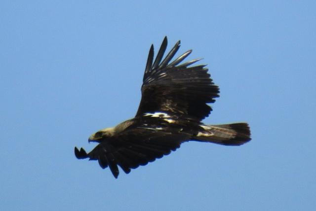 Öreg parlagi sas repülés közben