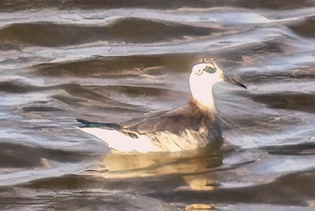 Laposcsőrű víztaposó 