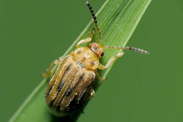 Parlagfű olajosbogár hosszú levélen