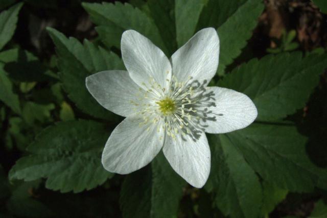 Hármaslevelű szellőrózsa