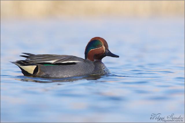 Csörgő réce a vízen