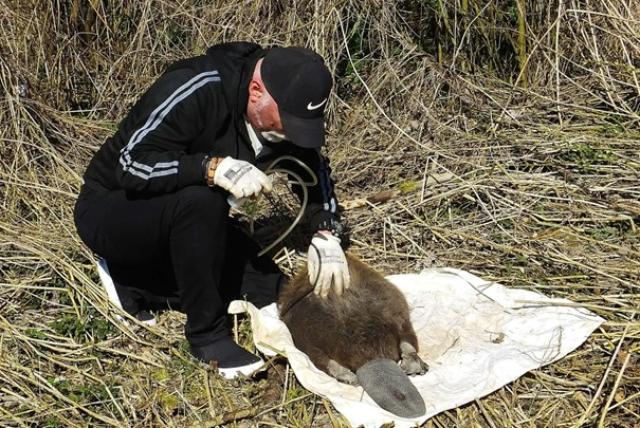 Rovarkutató guggol a földön, egy fekvő hód bundáját vizsgálja
