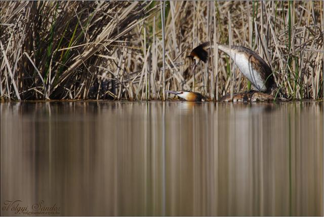 Búbos vöcskök násza
