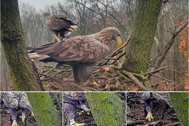 Gyűrűs sas a kamera előtt